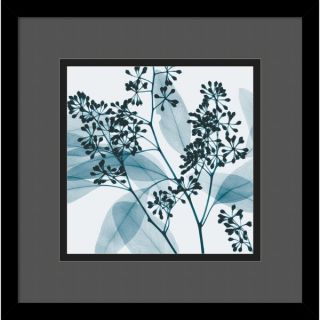 Steven N. Meyers Eucalyptus II Framed Art Print   12088394