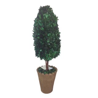 Sage & Co. Boxwood Round Tapered Topiary in Planter