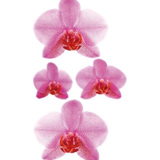 16 Piece Orchids Wall Decal by Smart Deco