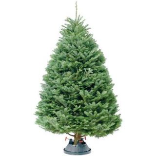 8 ft.   9 ft. Fresh Cut Noble Fir (In Store Only) 89FCNF2013