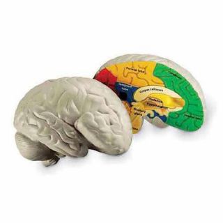 Learning Resources Cross Section Brain Model
