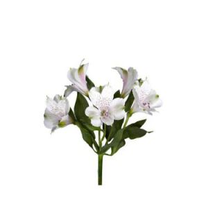 Globalrose White Alstroemeria Flowers (80 Stems   320 Blooms) Includes  alstroemeria white 80