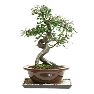 Brussel's Bonsai Outdoor Chinese Elm CT 9005CE