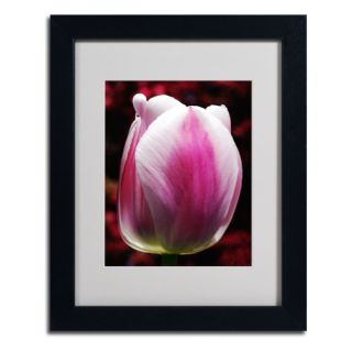Trademark Fine Art Perfect Pink and White Tulip by Kurt Shaffer