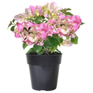 Bougainvillea Imperial Delight Bush DISCONTINUED B2874 ID