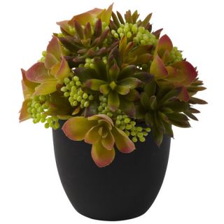 Nearly Natural Nearly Natural Mixed Succulent Desk Top Plant in