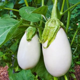 Bonnie Plants 4.5 in. White Eggplant 149