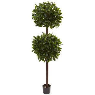 foot Sweet Bay Double Ball Topiary