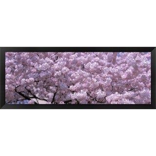 Ariane Moshayedi Cherry Blossoms Canvas Art   15316705  