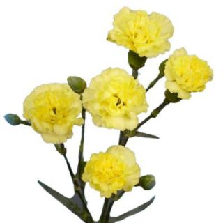 Globalrose Yellow Mini Carnations (160 Stems   640 Blooms) Includes  mini carnations yellow 160