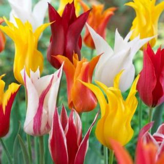 Tulip Lily Flowering Mix Dormant Bulbs (20 Pack) 70158