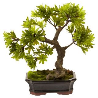 Nearly Natural Podocarpus with Mossed Bonsai Planter