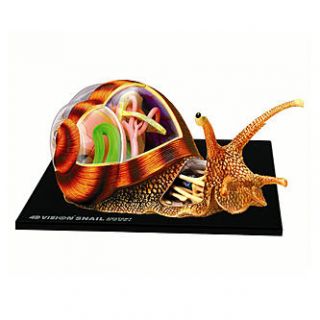 John N. Hansen Co. 4D Snail Anatomy Model   Toys & Games   Puzzles   3