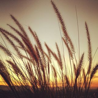 Tall Stalks Against the Sky by Dirka Photographic Print on Wrapped