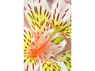 Nature Series 867 Poster Print by PhotoDF (16 x 24)