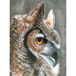 Color Pencil By Number Kit 8.75X11.75 Sepia Owl   Shopping