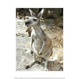 Kangaroo at the Zoo Poster Print (8 x 10)