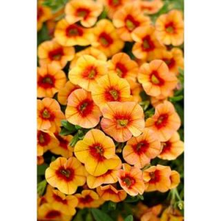 Proven Winners Exclusive Superbells Tangerine Punch Calibrachoa 4.25 in. Grande BELPRW3027520