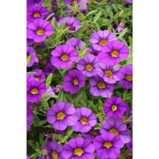 Proven Winners Superbells Blue Calibrachoa 4.25 in. Grande BELPRW0057520