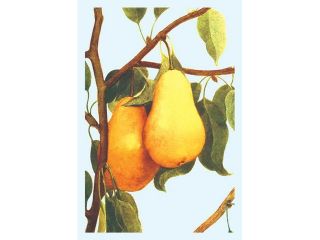 Buy Enlarge 0 587 08628 9P12x18 Bartlett Pears  Paper Size P12x18