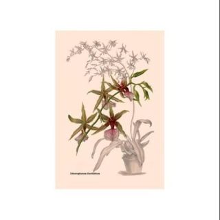Orchid Odontoglossum Hastilablum Print (Canvas Giclee 20x30)