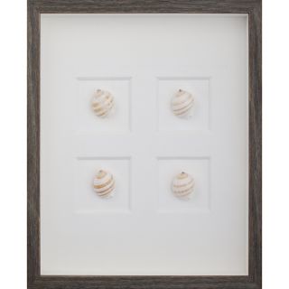Stripped Tun Shells Wall Art Shadow Box by Mirror Image Home