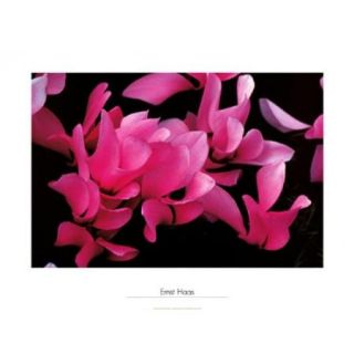 Cyclamen, Munich, 1982 Poster Print by Ernst Haas (32 x 24)