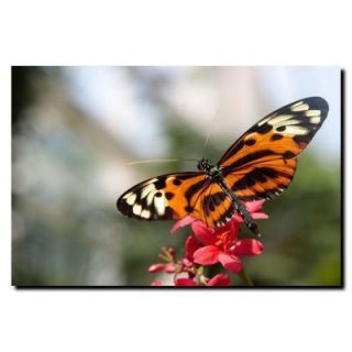 Trademark Fine Art 16 in. x 24 in. Tropical Butterfly Canvas Art CH9300 C1624GG