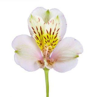 Cream Alstroemeria Flowers (80 Stems   320 Blooms) Includes  alstroemeria creme 80