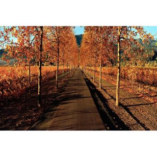 Vineyards Along a Road, Beaulieu Vineyard, Napa Valley, California