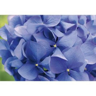 Komar 100 in. x 145 in. Hortensia Wall Mural 8 704