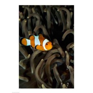 Percula Clownfish swimming near sea anemones underwater Poster Print (18 x 24)