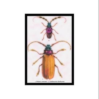 Beetles Prianus Corticinus And Lanhonocerus Harbicarnis #1 Print (Black Framed Poster Print 20x30)