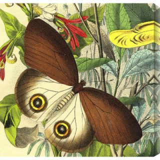 Gallery Direct Butterflies 30 Graphic Art on Wrapped Canvas